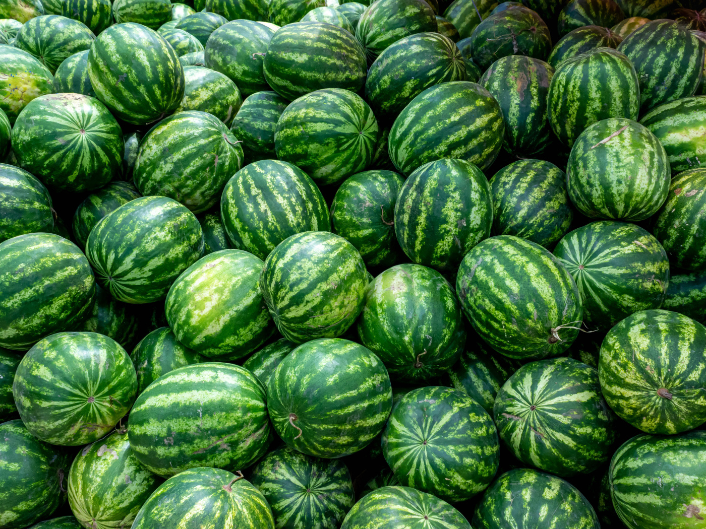 Много полосатых зеленых арбузов