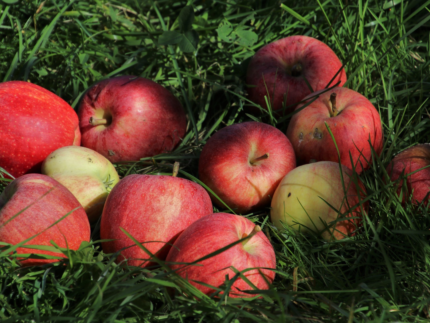 Спелые красные яблоки в зеленой траве