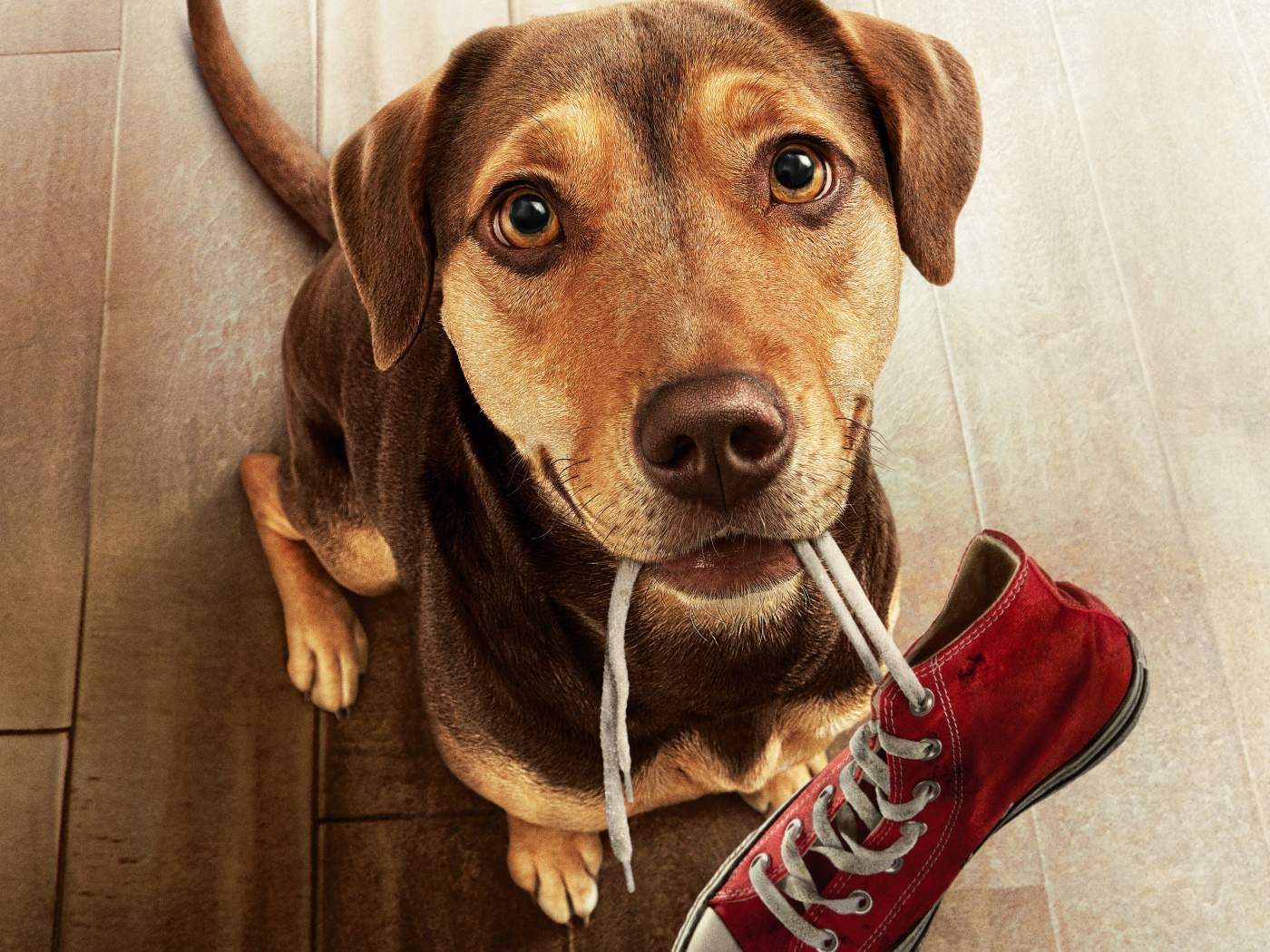 Пес с кроссовком во рту из фильма Путь домой, 2019