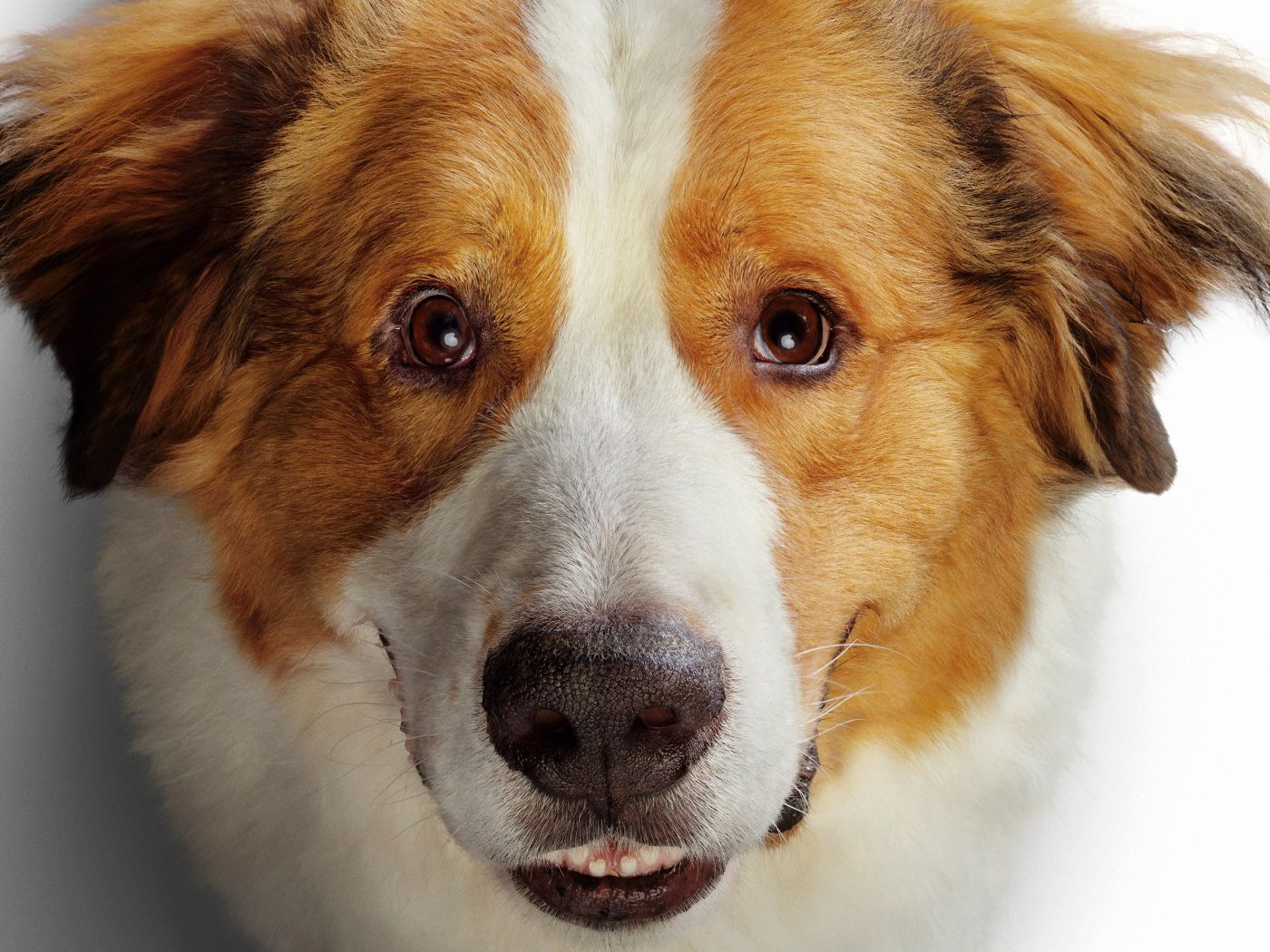 Морда золотистого ретривера в новом фильме Собачья жизнь 2, 2019 года