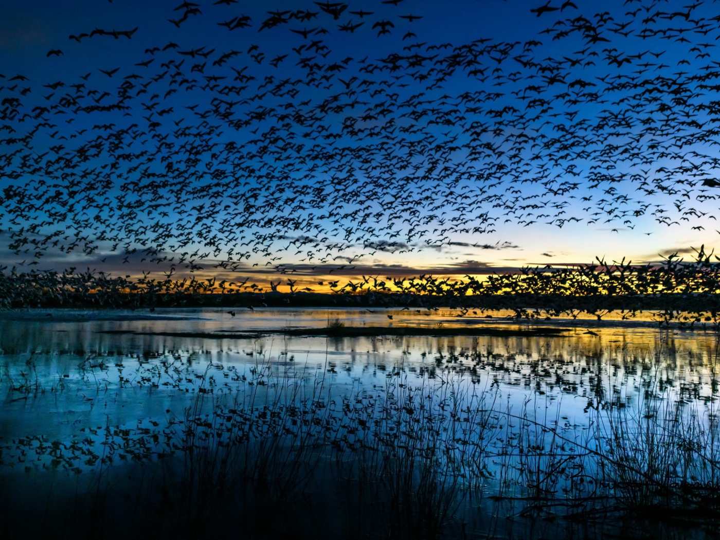Стая птиц пролетает над прудом в сумерках