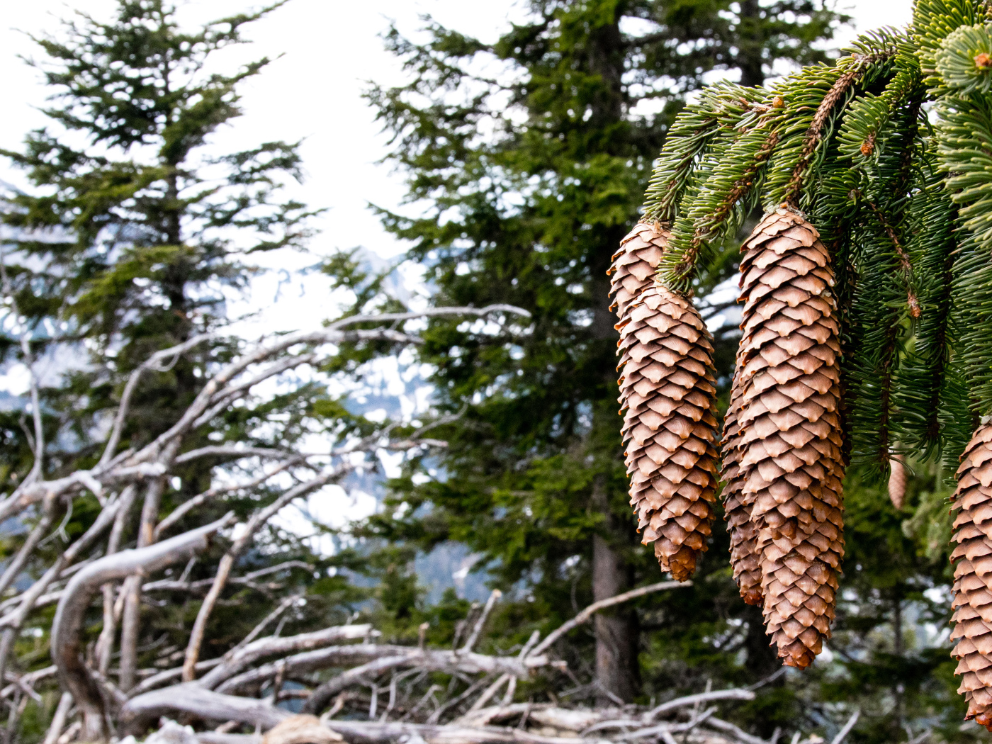 Большие шишки на зеленой ветке ели крупным планом