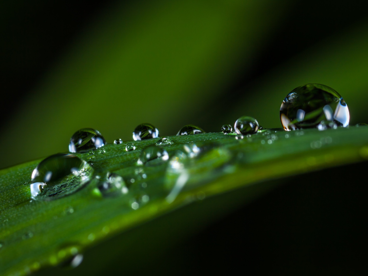 Большие капли росы на зеленой траве 