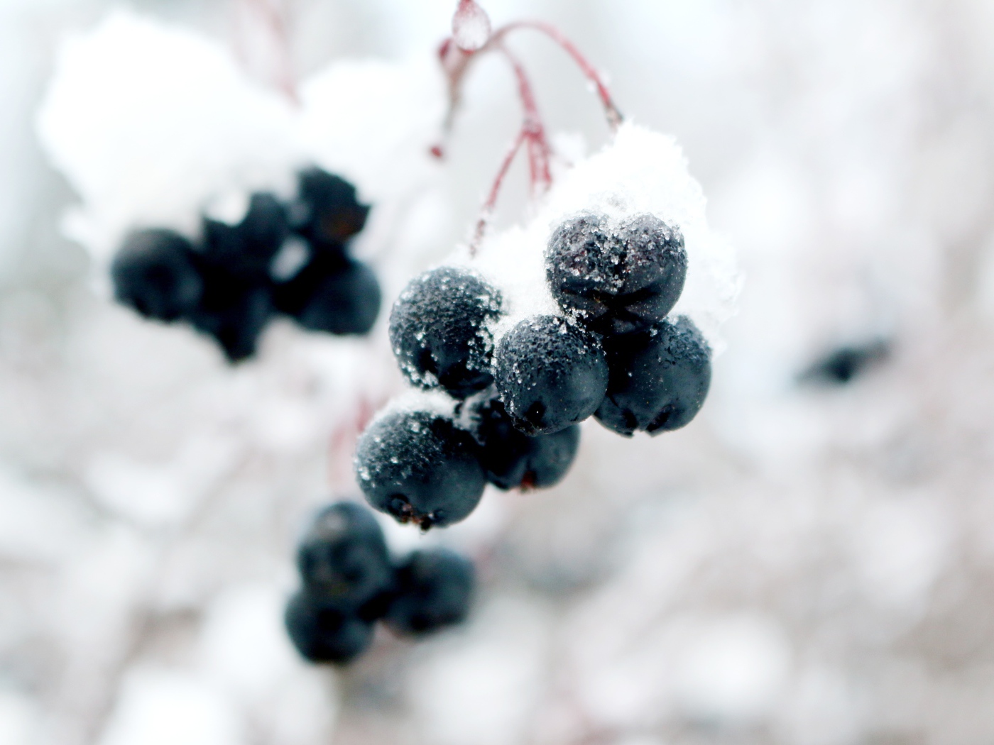 Черные ягоды на ветке в снегу крупным планом