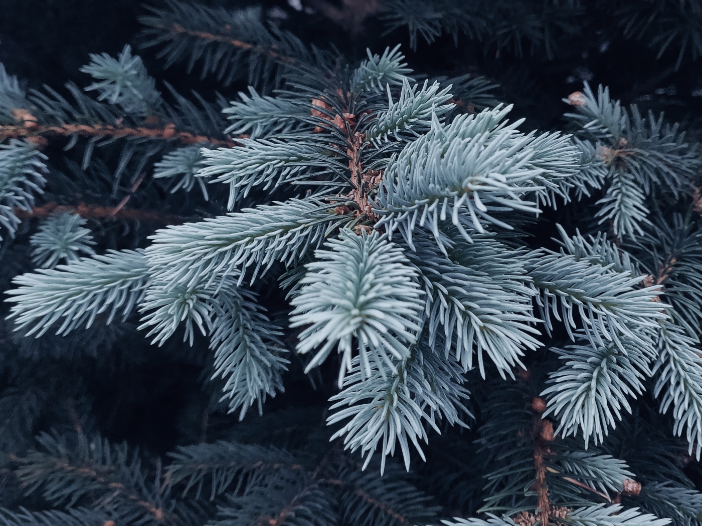 Ветка голубой ели крупным планом