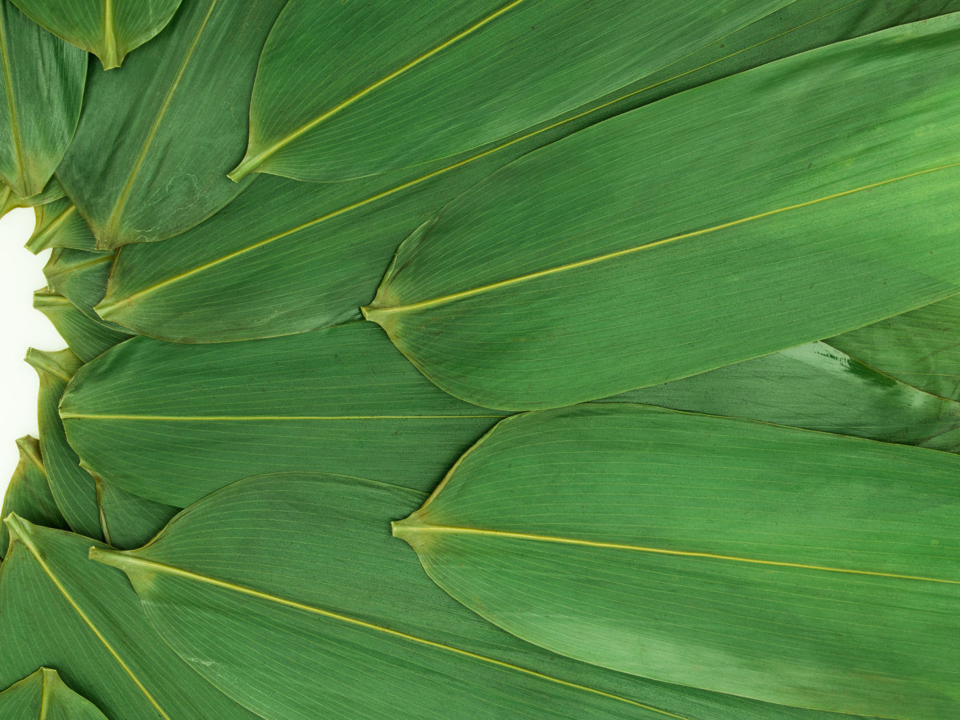 Зеленые кукурузные листья на белом фоне