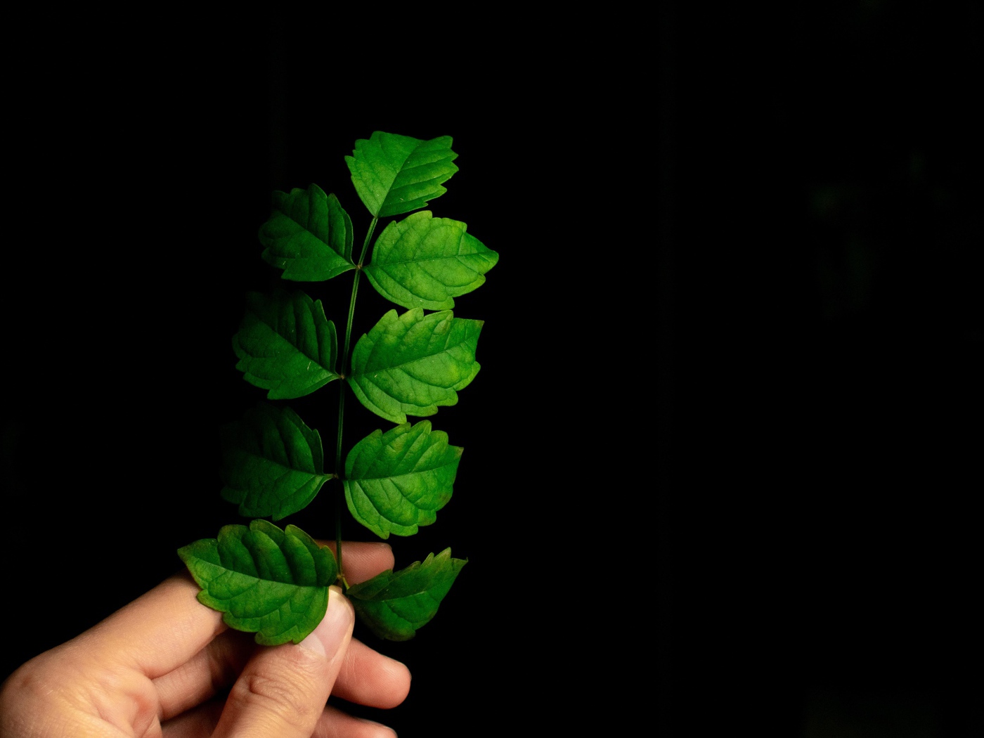 Зеленый лист в руке на черном фоне