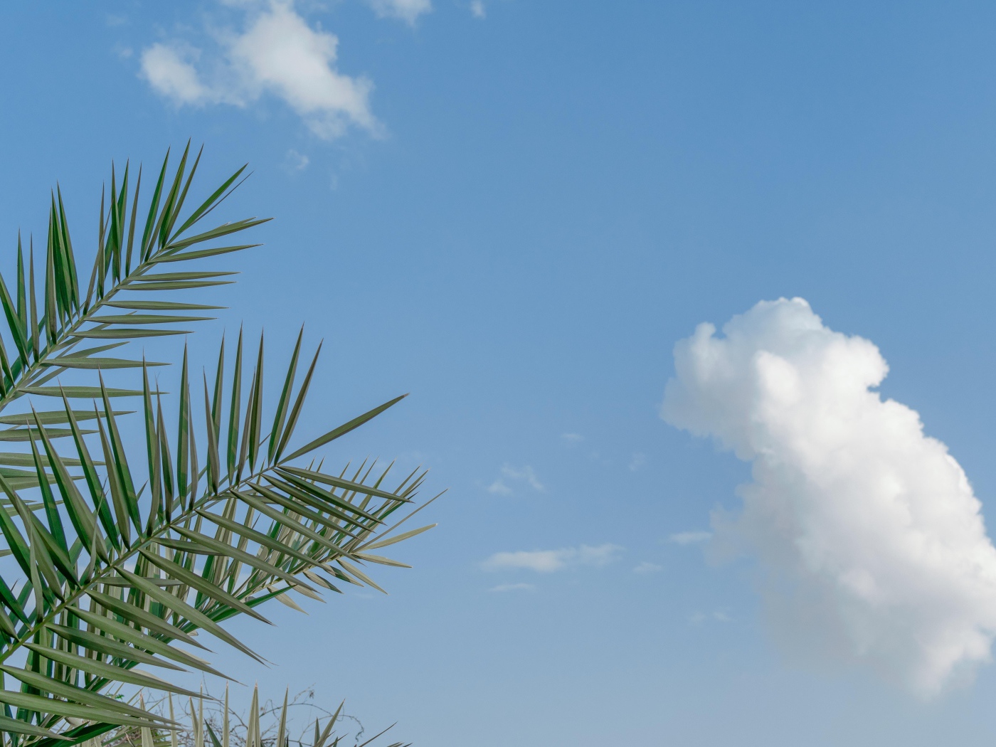 Зеленые пальмовые ветви на фоне голубого неба