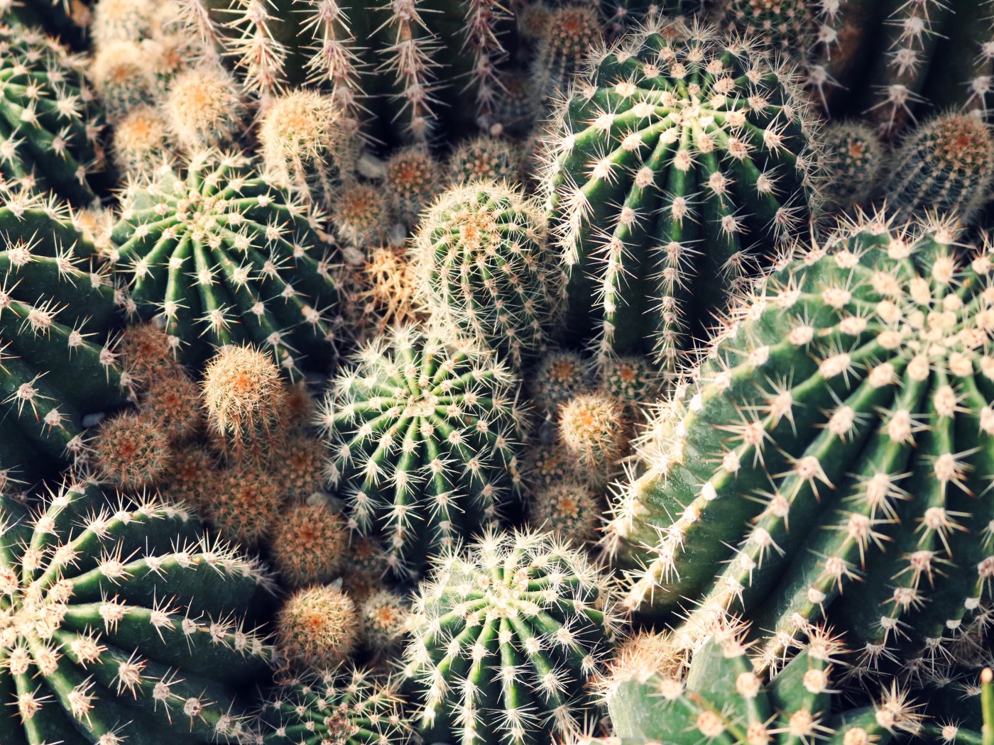 Колючие кактусы на клумбе крупным планом