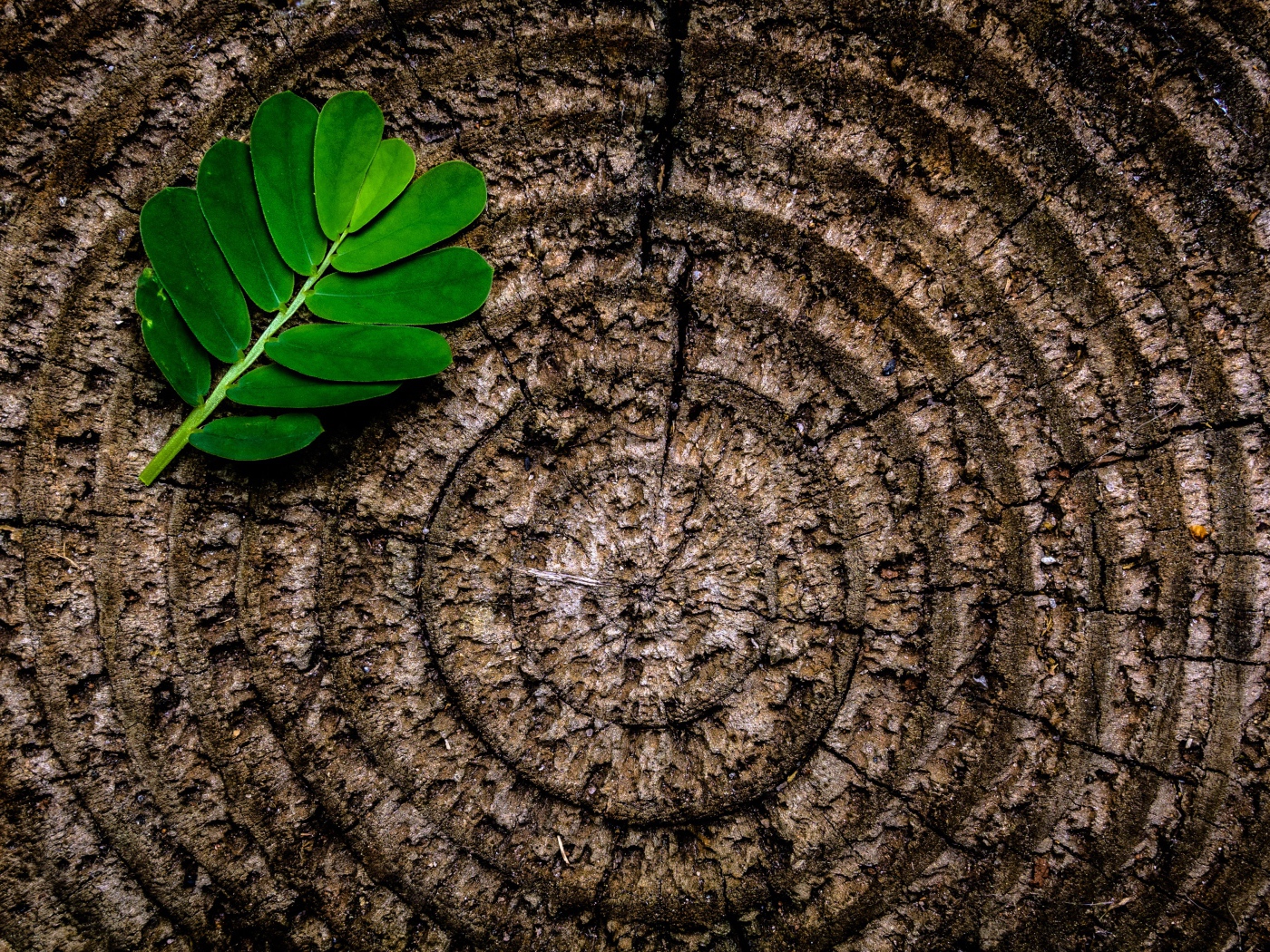 Rings on a tree stump with a green leaf