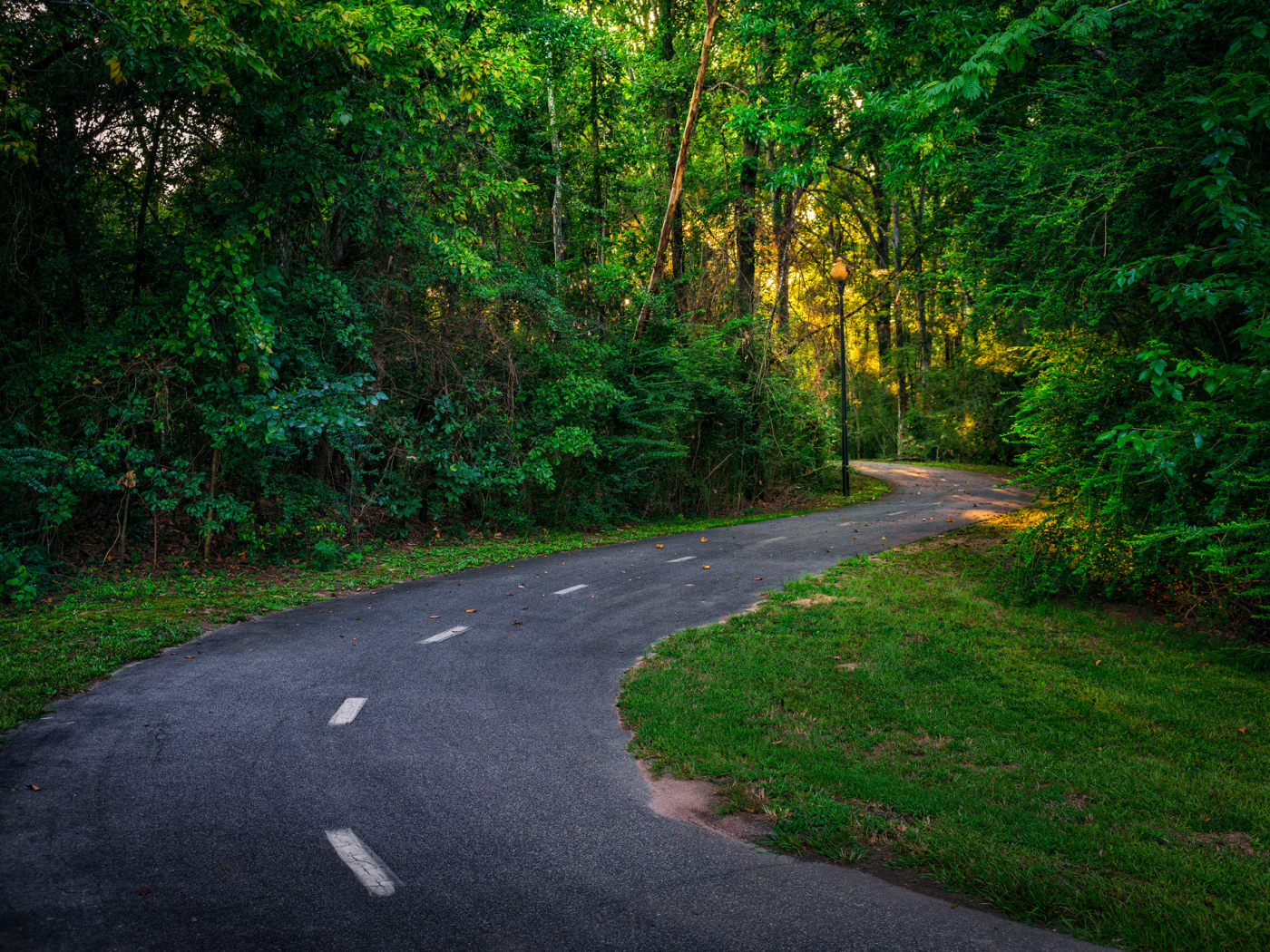 Дорога в зеленом лесу в лучах солнца