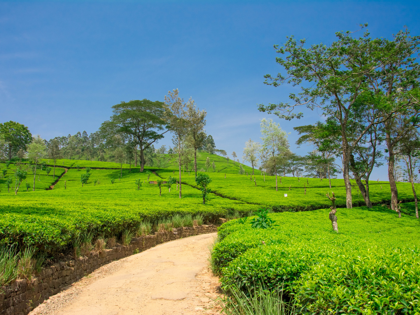 Чайные плантации с деревьями под голубым небом