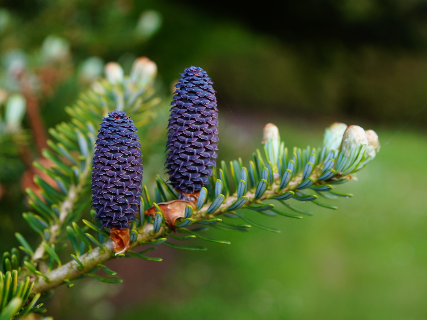 Две молодые шишки на ветке зеленой ели