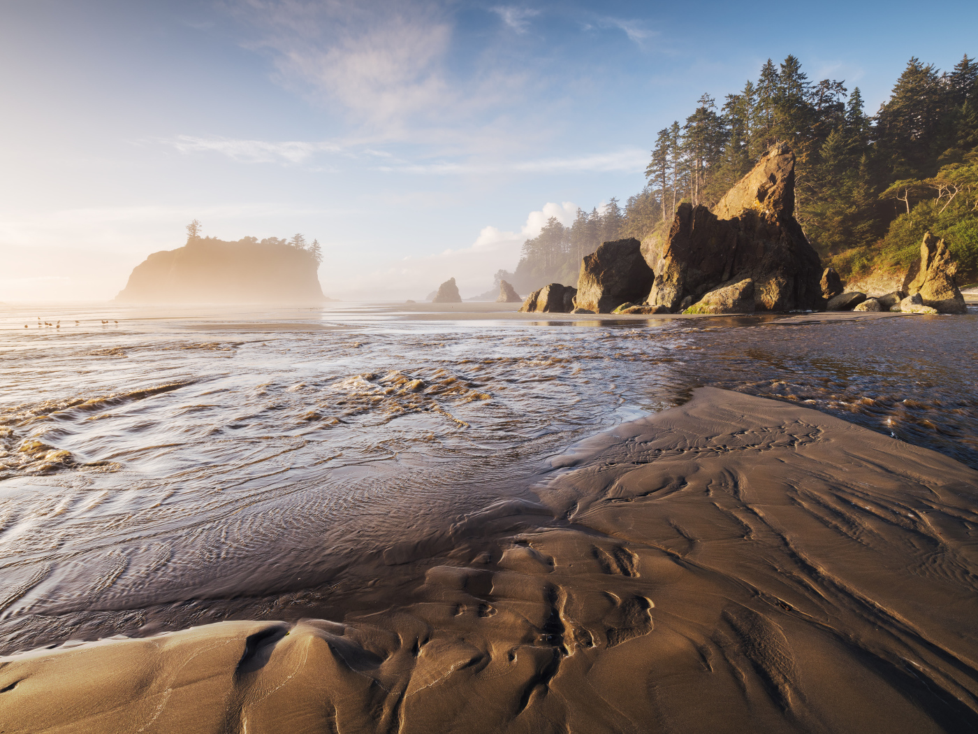 Мокрый песок на берегу у хвойного леса 