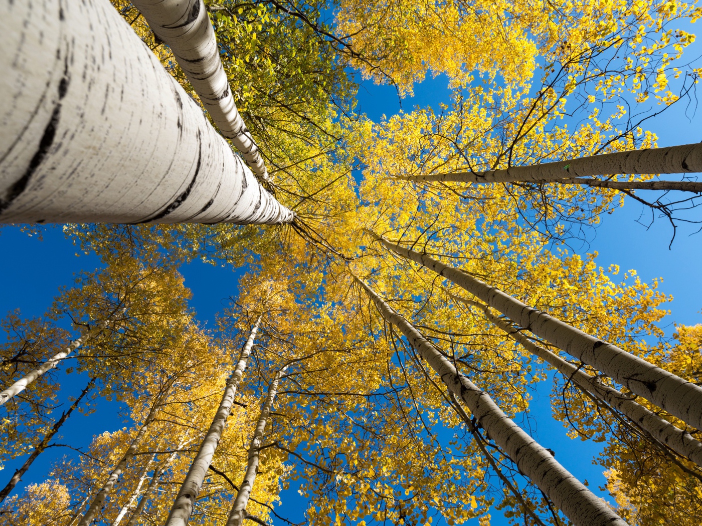 Желтые кроны берез под голубым небом