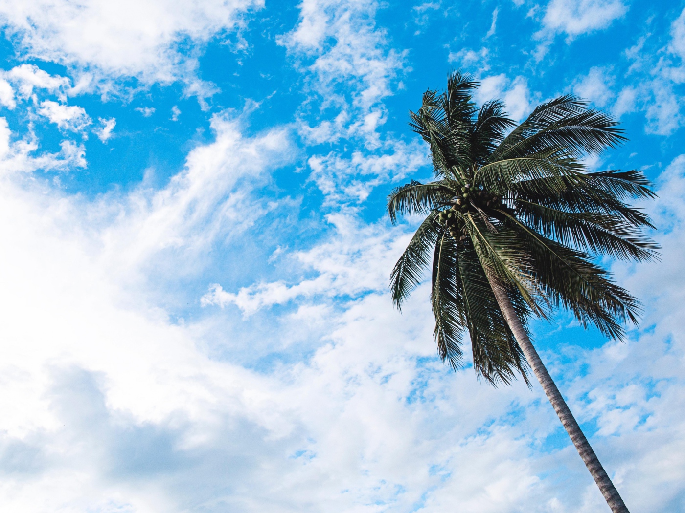 Зеленая пальма на фоне голубого неба с белыми облаками