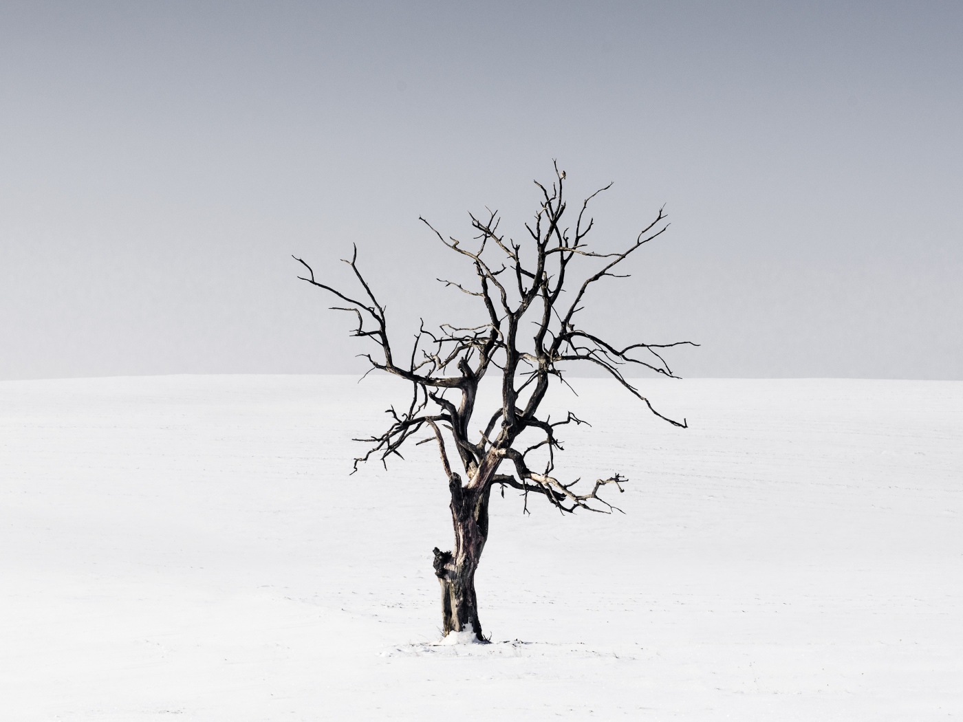 Сухое дерево среди пустыни на сером фоне