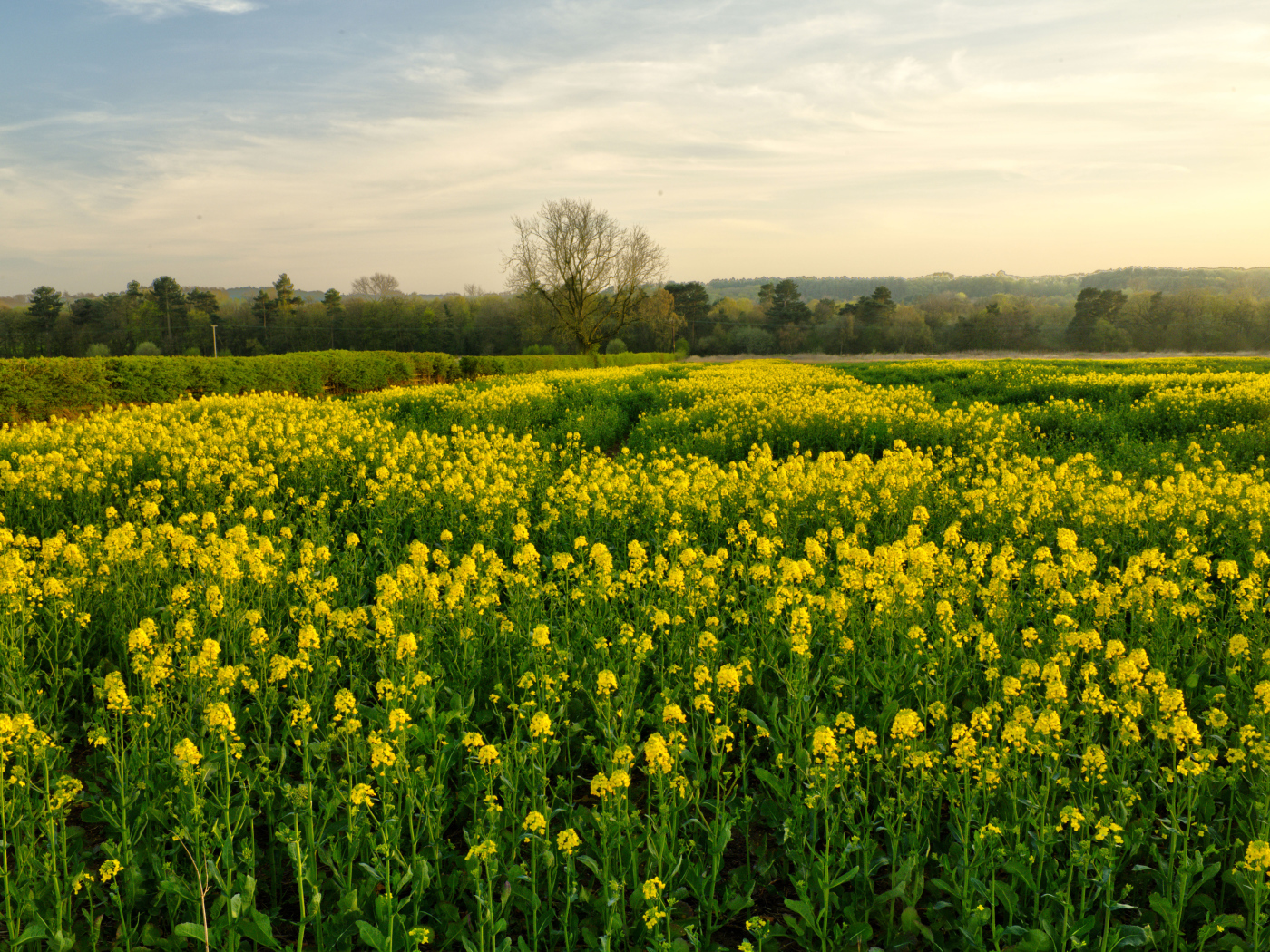 Цветущее желтое рапсовое поле