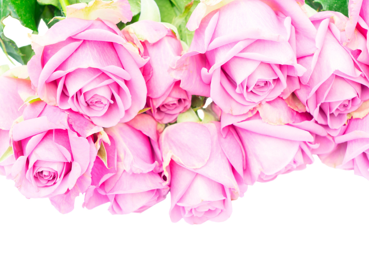 Букет розовых роз на белом фоне крупным планом