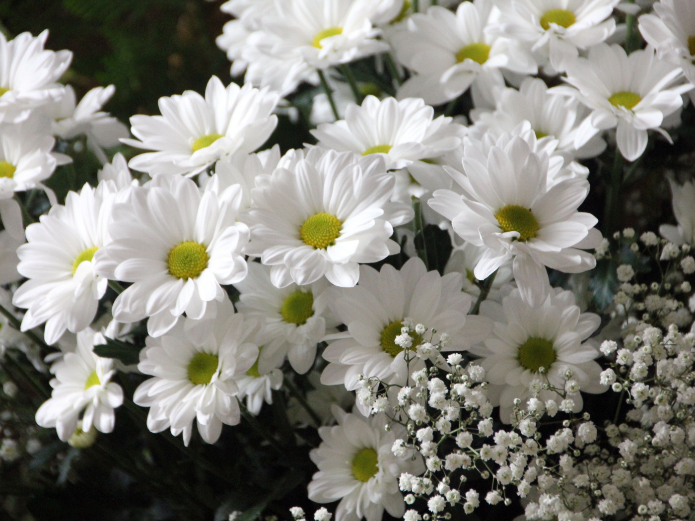 Букет белых хризантем с цветами гипсофилы