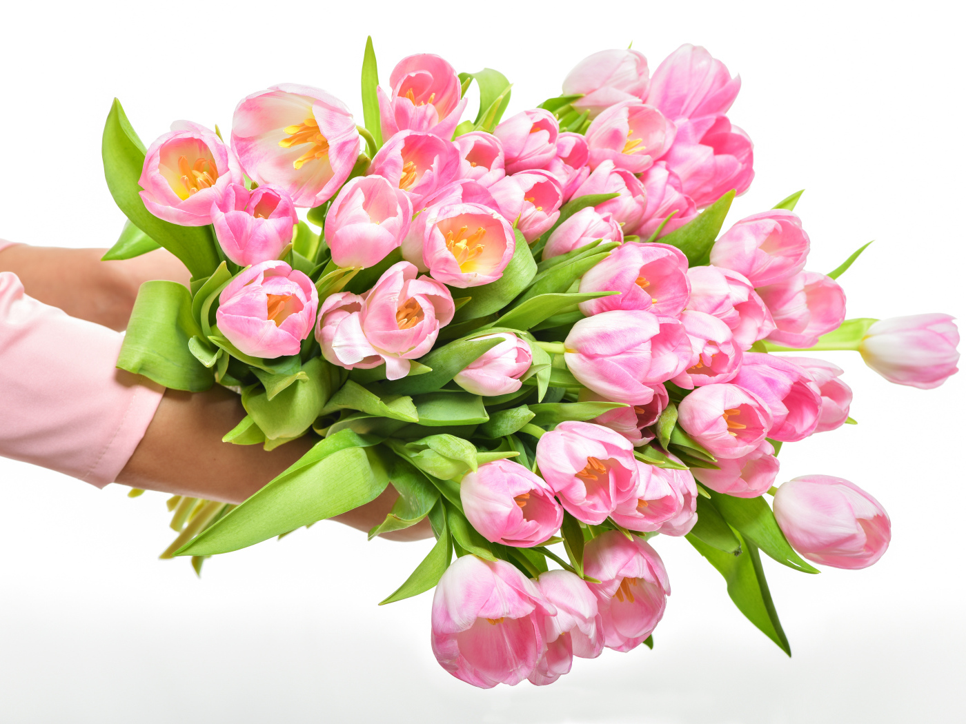 Большой букет розовых тюльпанов в руках на белом фоне
