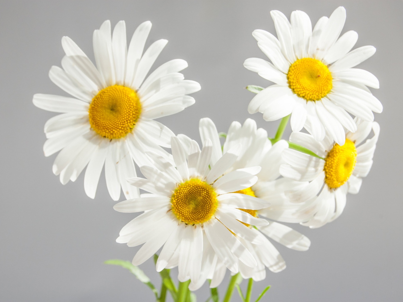 Маленький букет белых ромашек на сером фоне