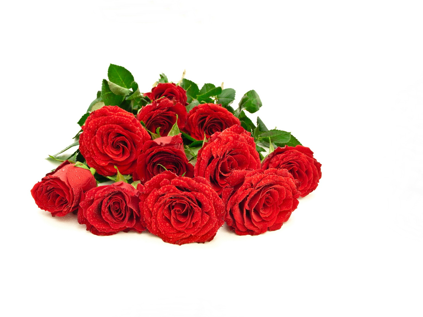 Красивый букет красных роз в каплях росы на белом фоне