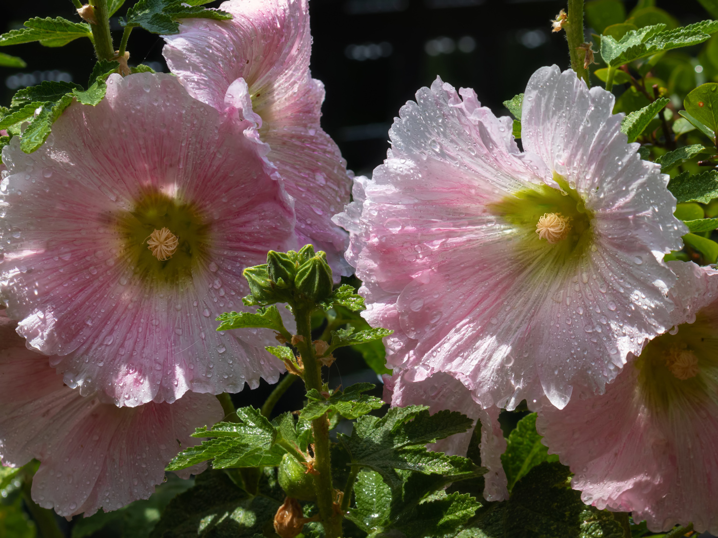 Красивые нежные розовые цветы мальва