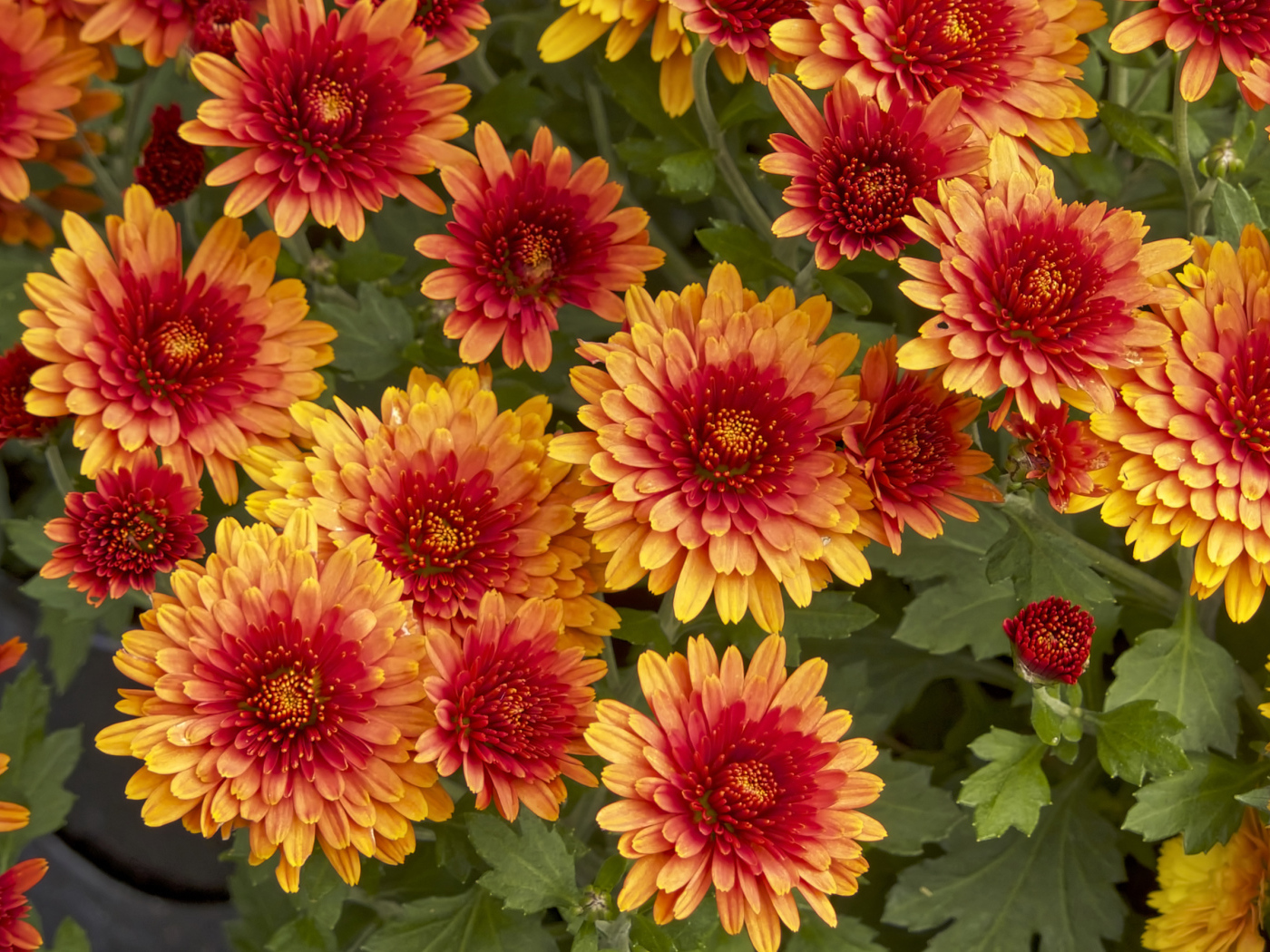 Красивые оранжевые цветы хризантемы крупным планом