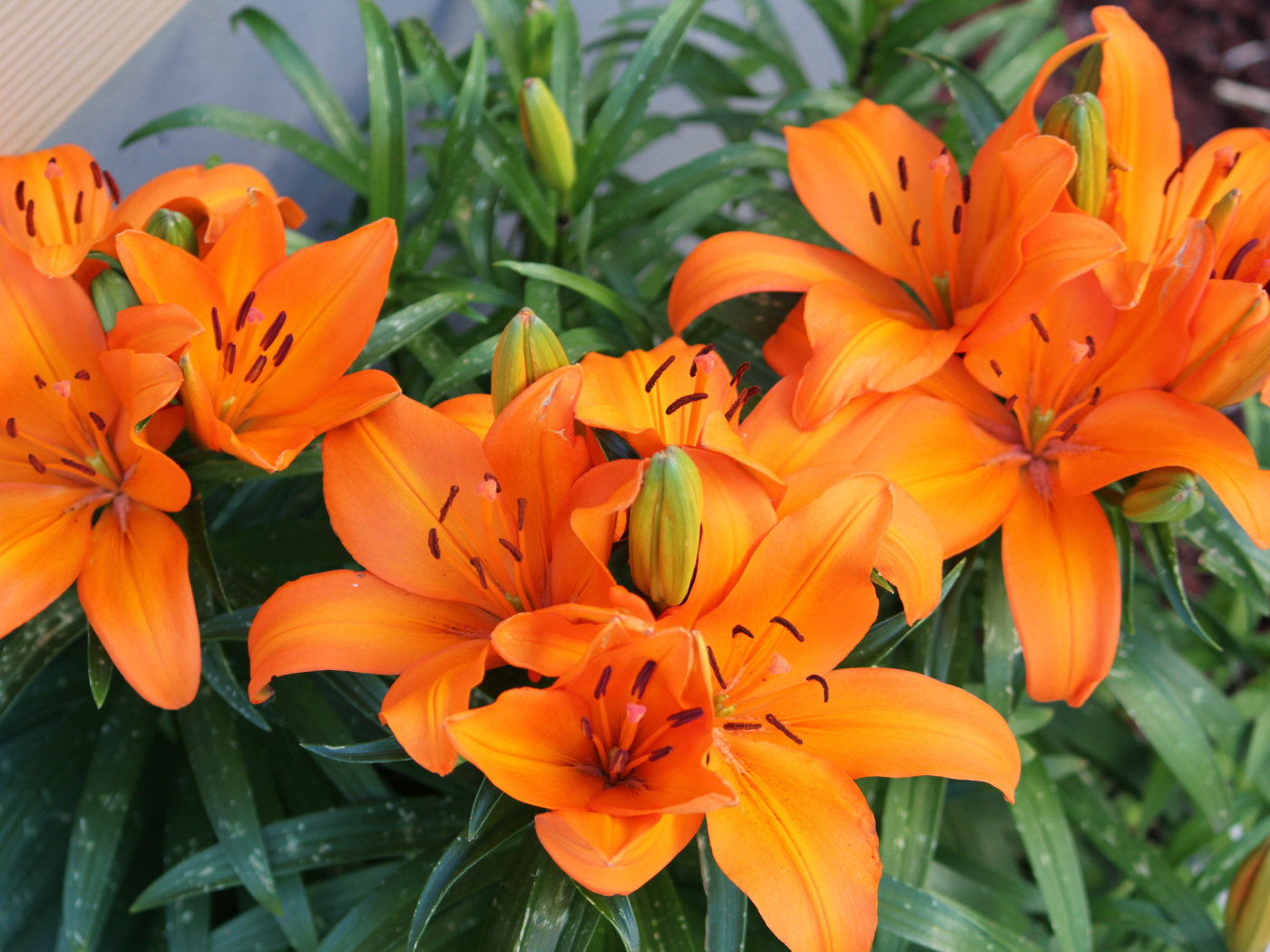 Красивые оранжевые лилии с бутонами на клумбе