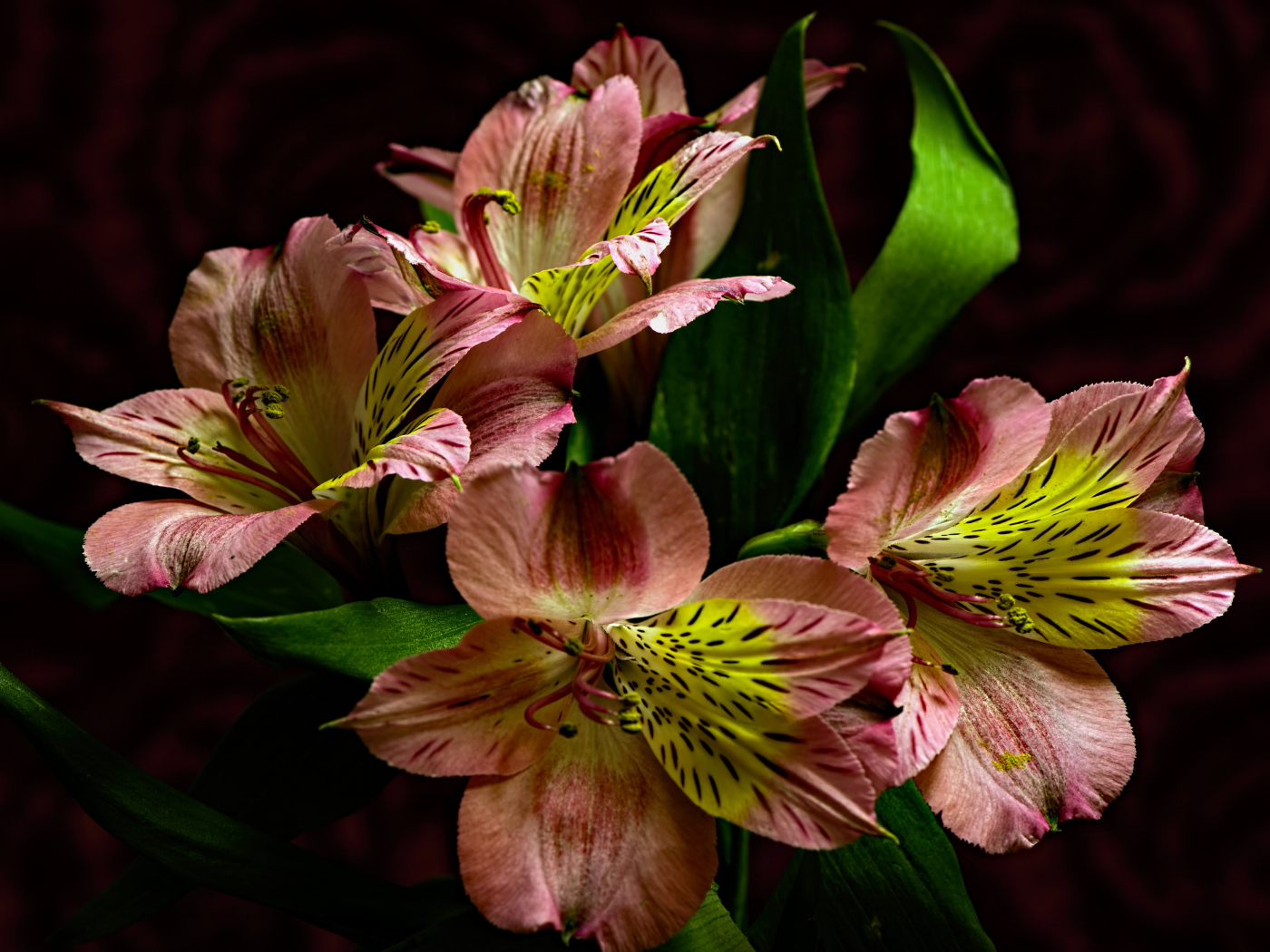 Красивые розовые цветы альстромерия крупным планом