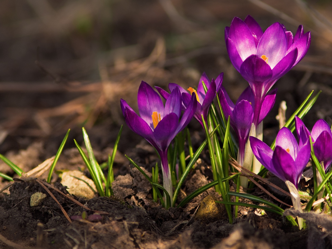 Красивые фиолетовые крокусы на земле
