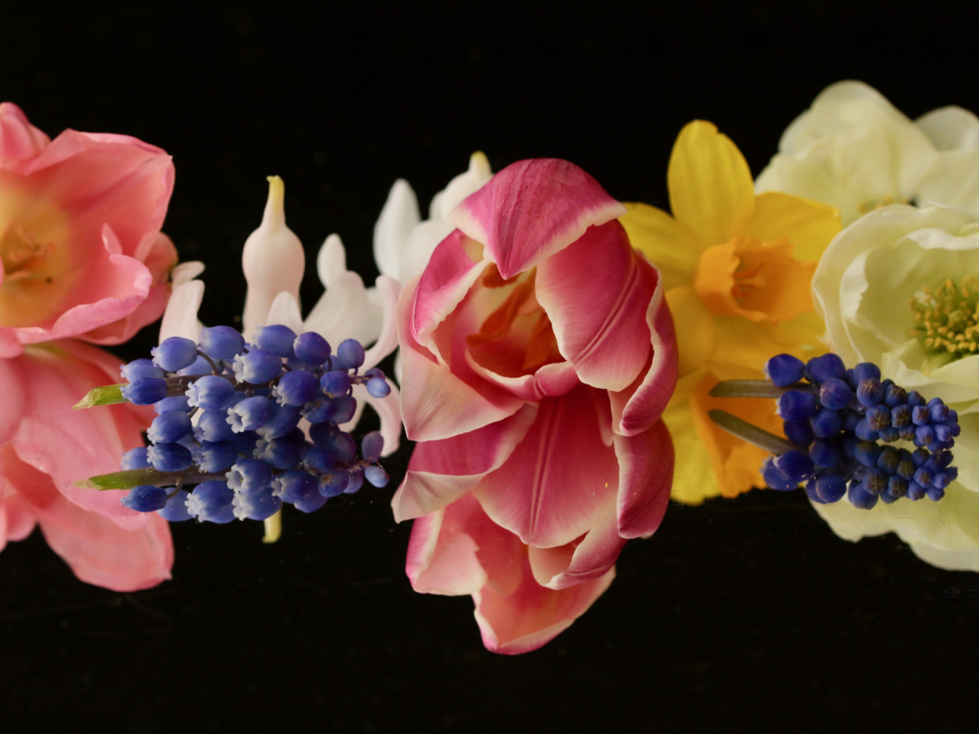 Красивые весенние цветы на черном фоне крупным планом