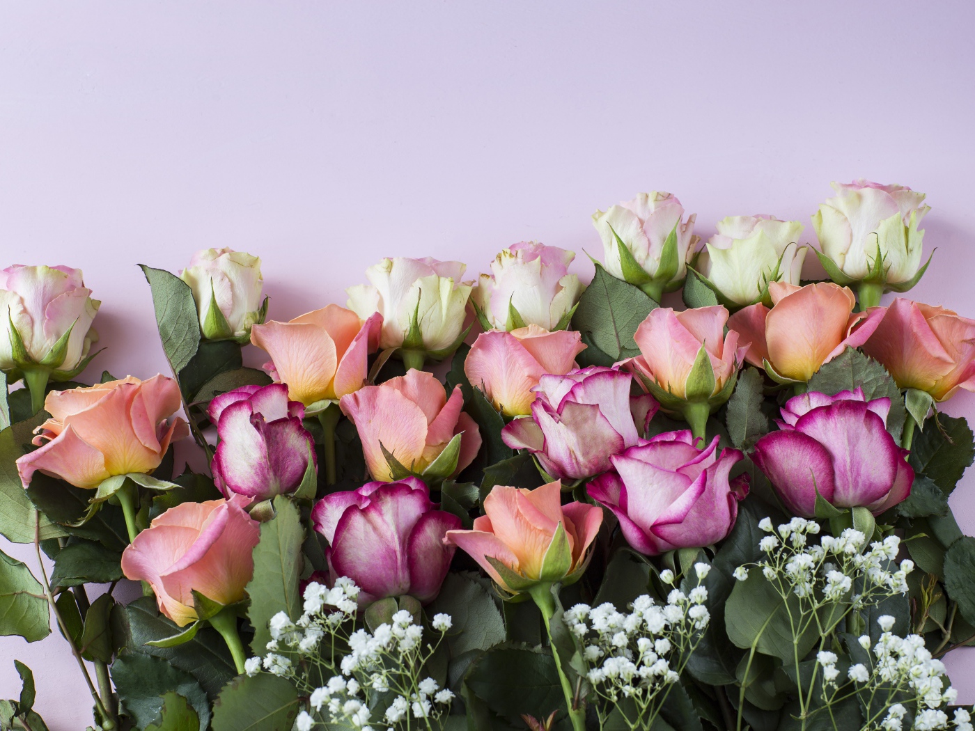 Красивый нежный букет разноцветных роз на сиреневом фоне