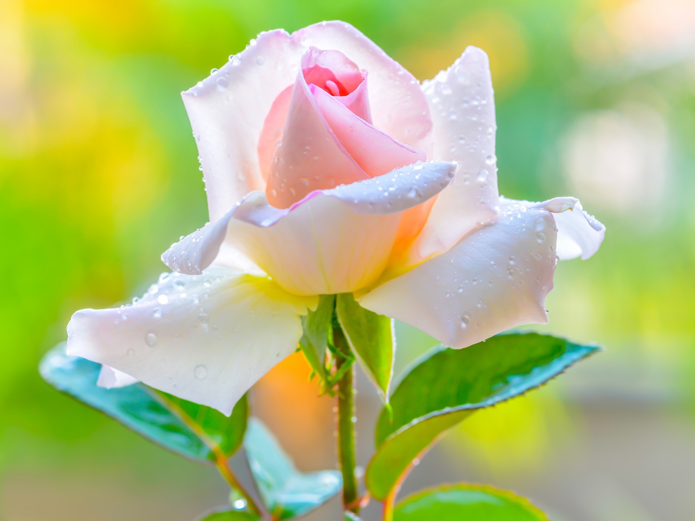 Красивая нежная розовая роза в каплями на лепестках 