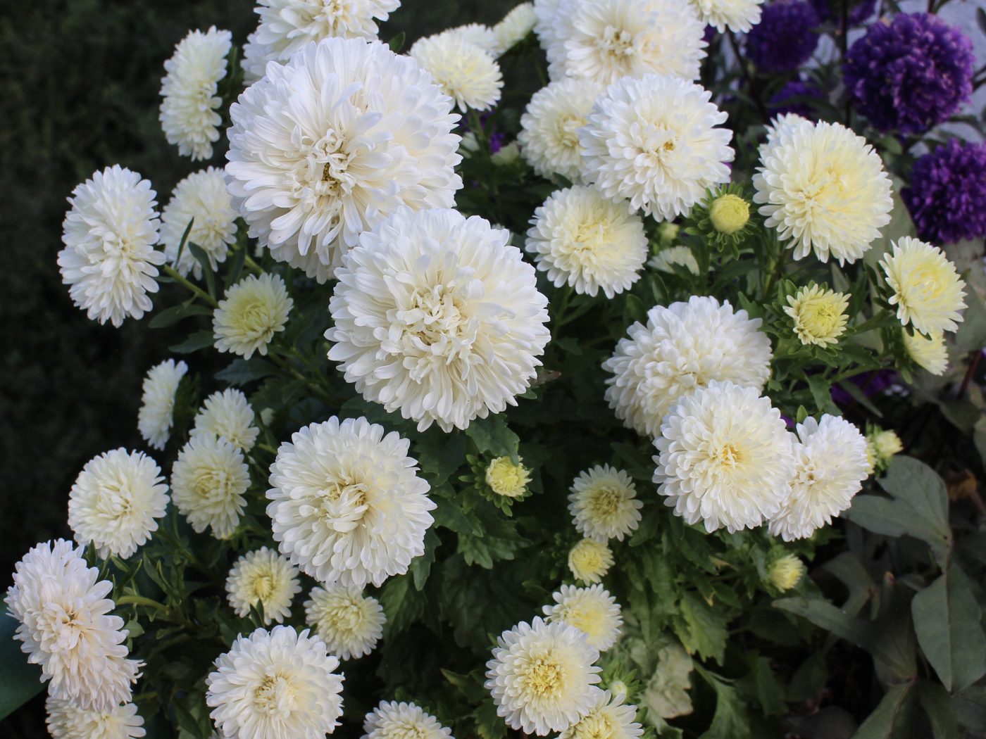 Красивые белые астры на клумбе 