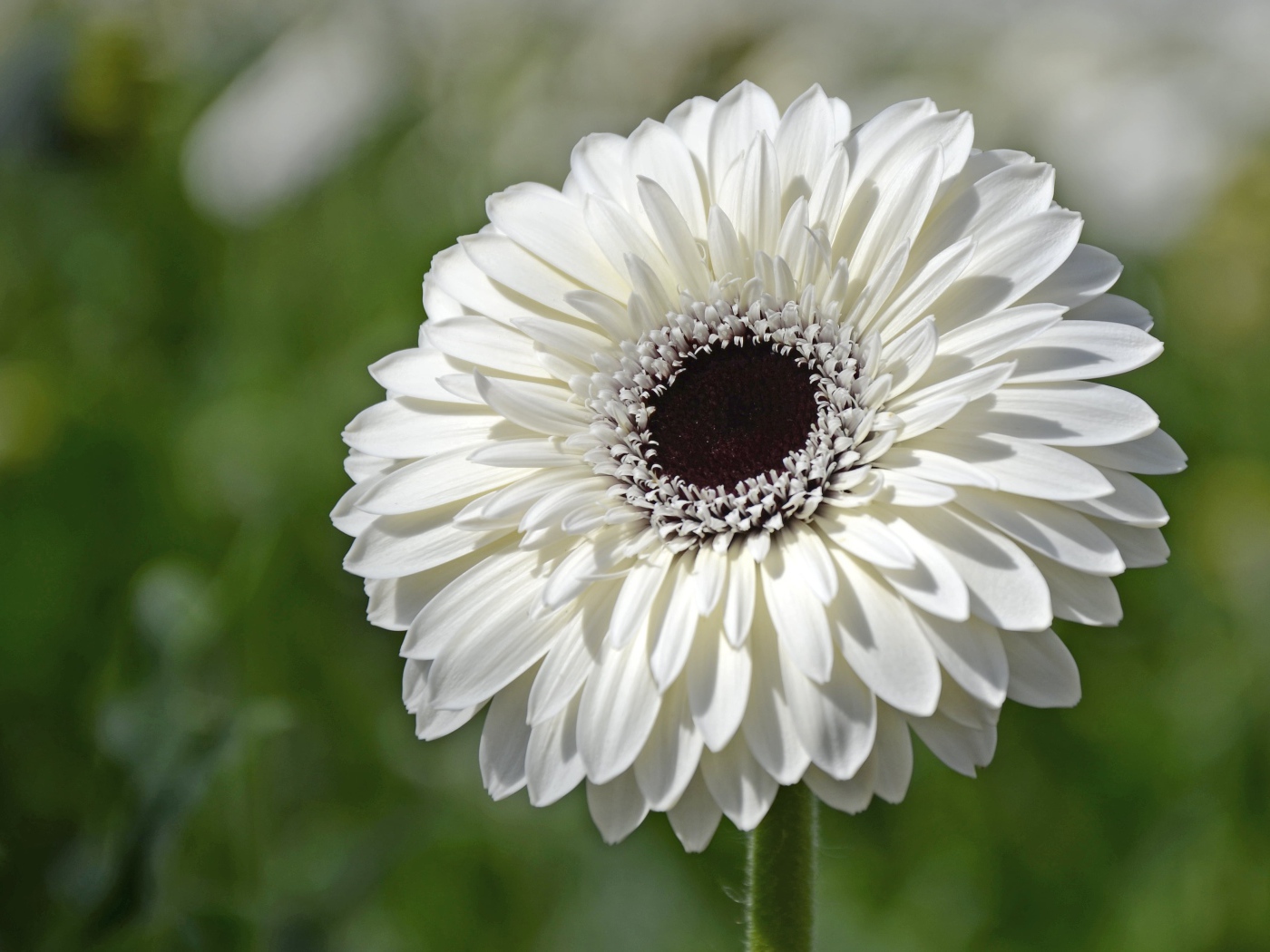 Красивый белый цветок герберы с черной серединой