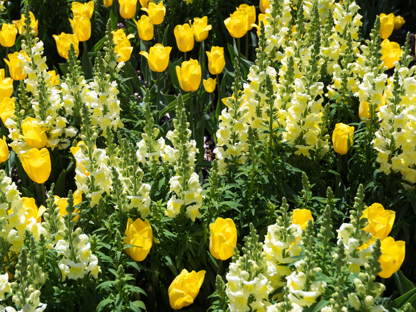 Красивые желтые цветы львиный зев и тюльпаны на клумбе 