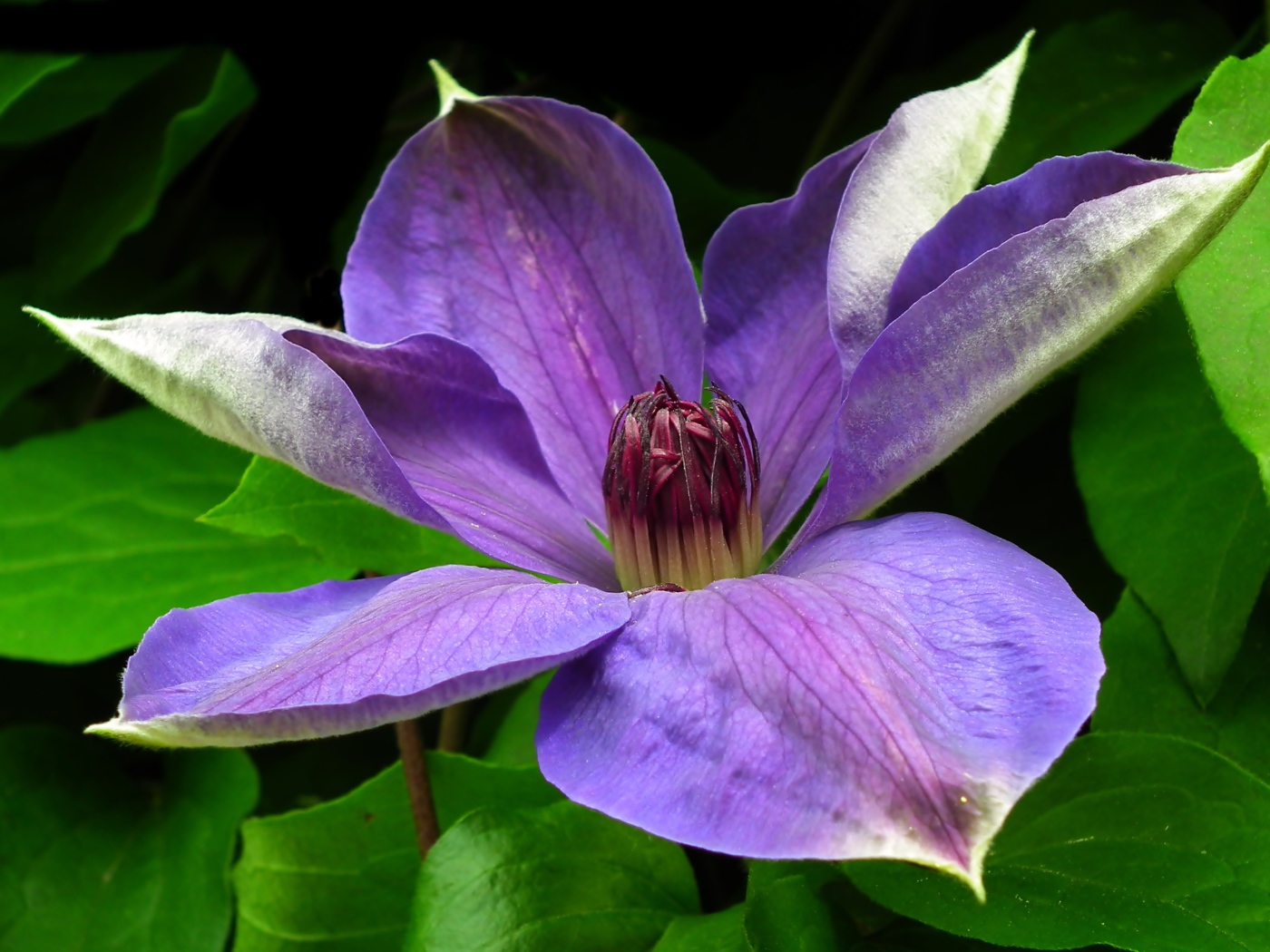 Большой красивый сиреневый цветок клематиса в зеленых листьях