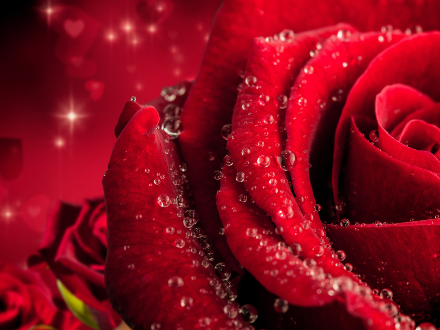 Большая крупная роза в каплях розы 