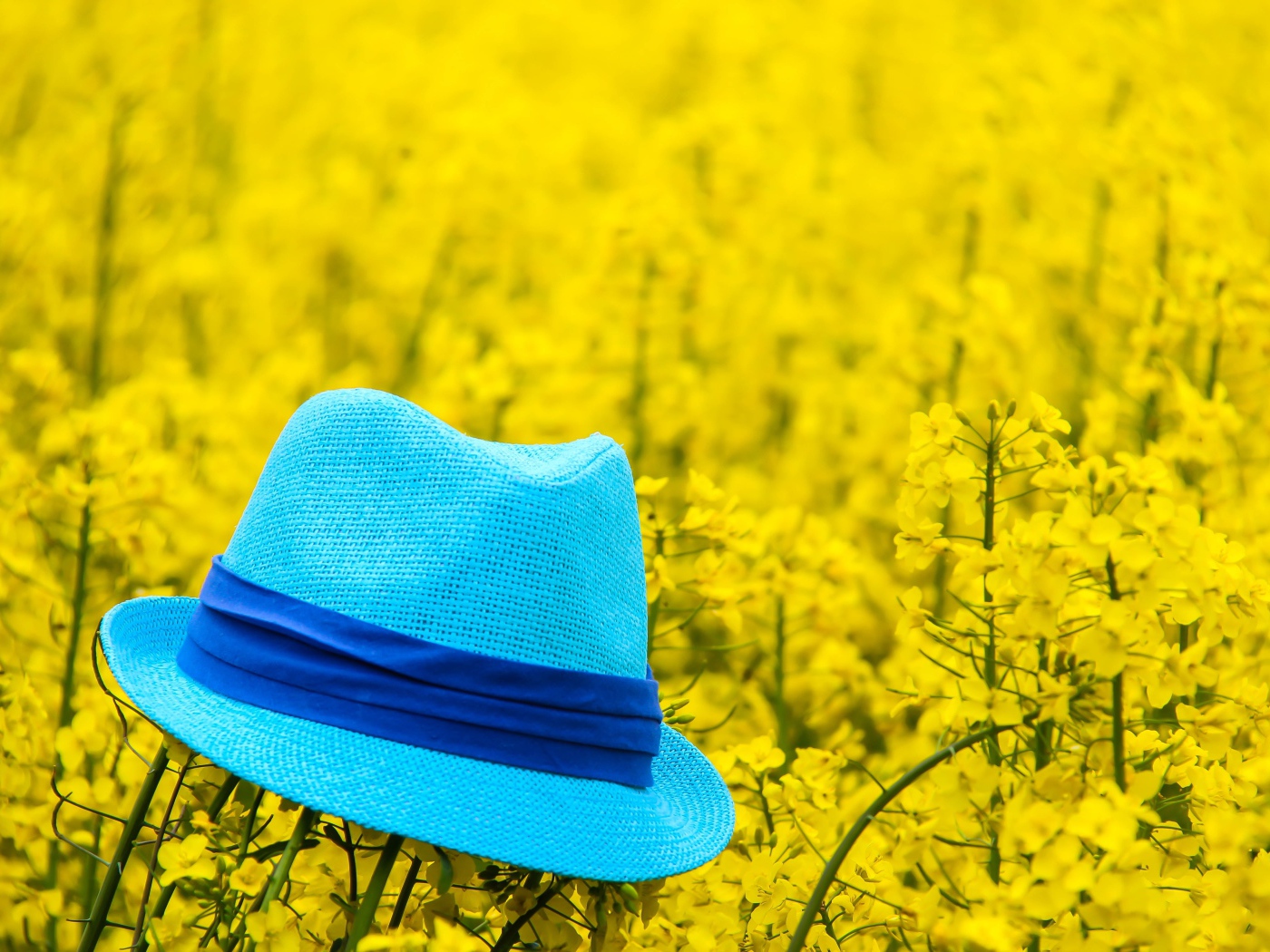 Голубая шляпа лежит на желтых цветах 