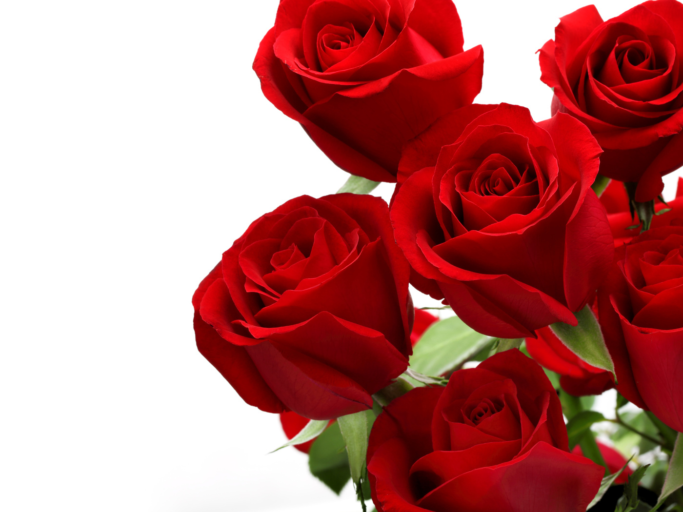 Букет красивых красных роз на белом фоне