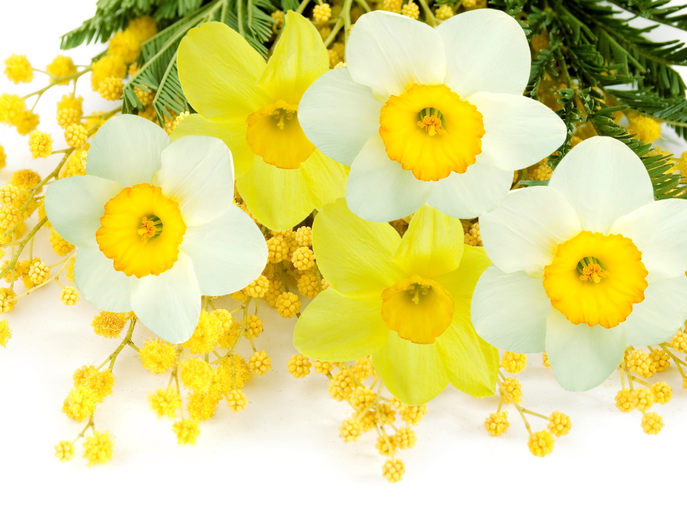 Букет нарциссов с веточками мимозы на белом фоне