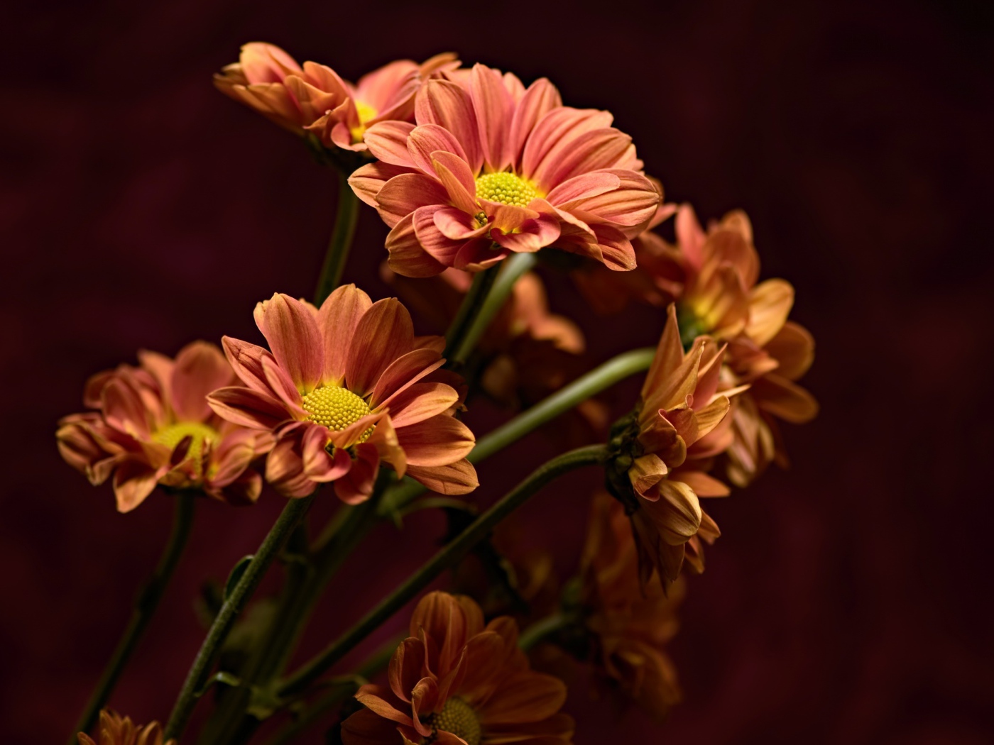 Букет оранжевых хризантем крупным планом