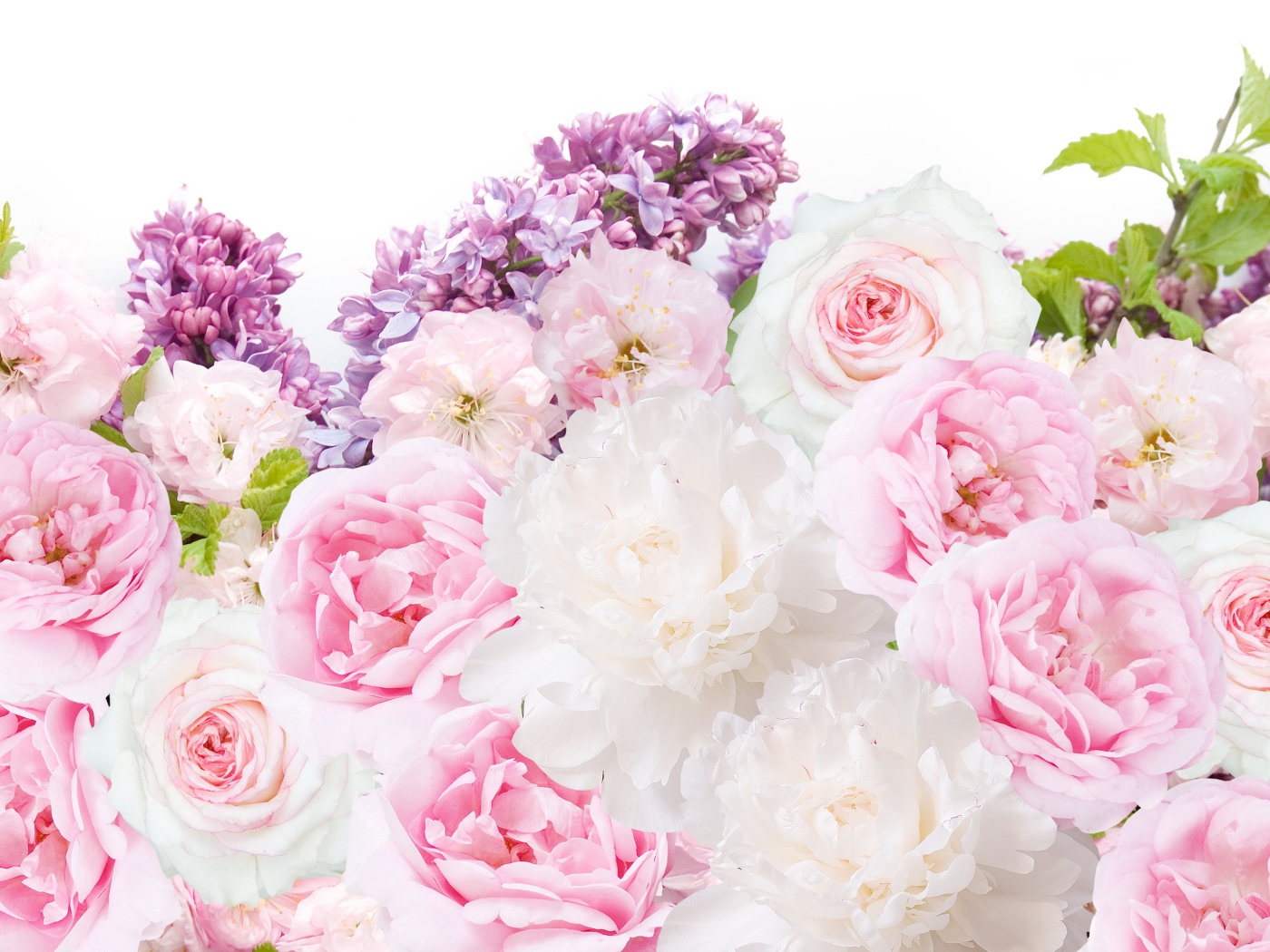 Букет пионов с сиренью на белом фоне