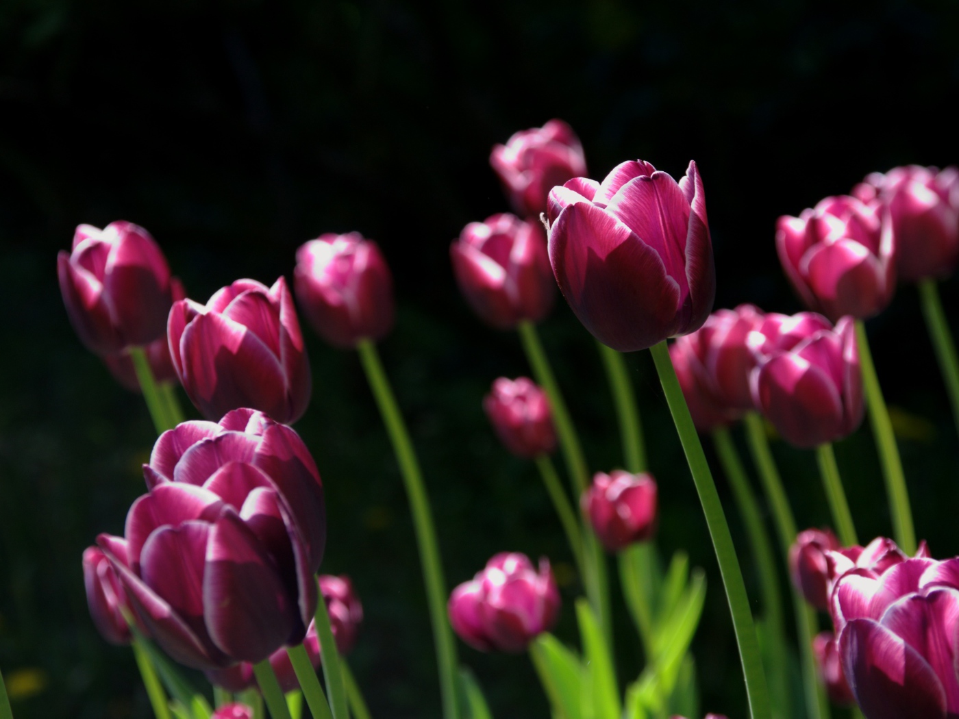Бордовые тюльпаны с белыми ободками на черном фоне