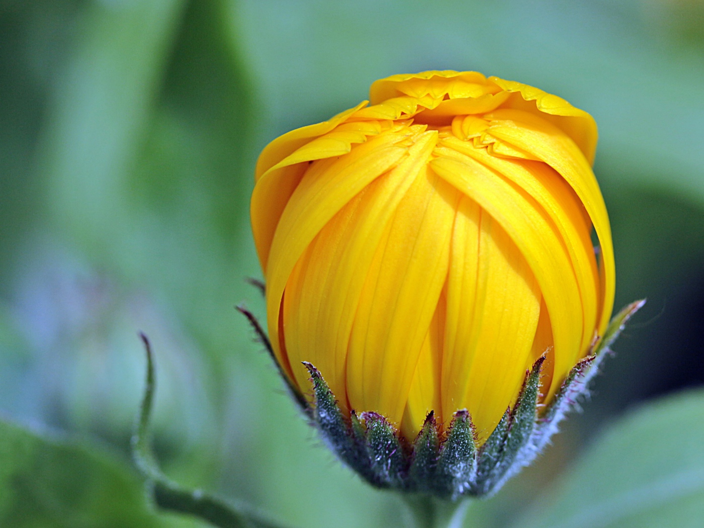 Распускающийся бутон рудбекии крупным планом