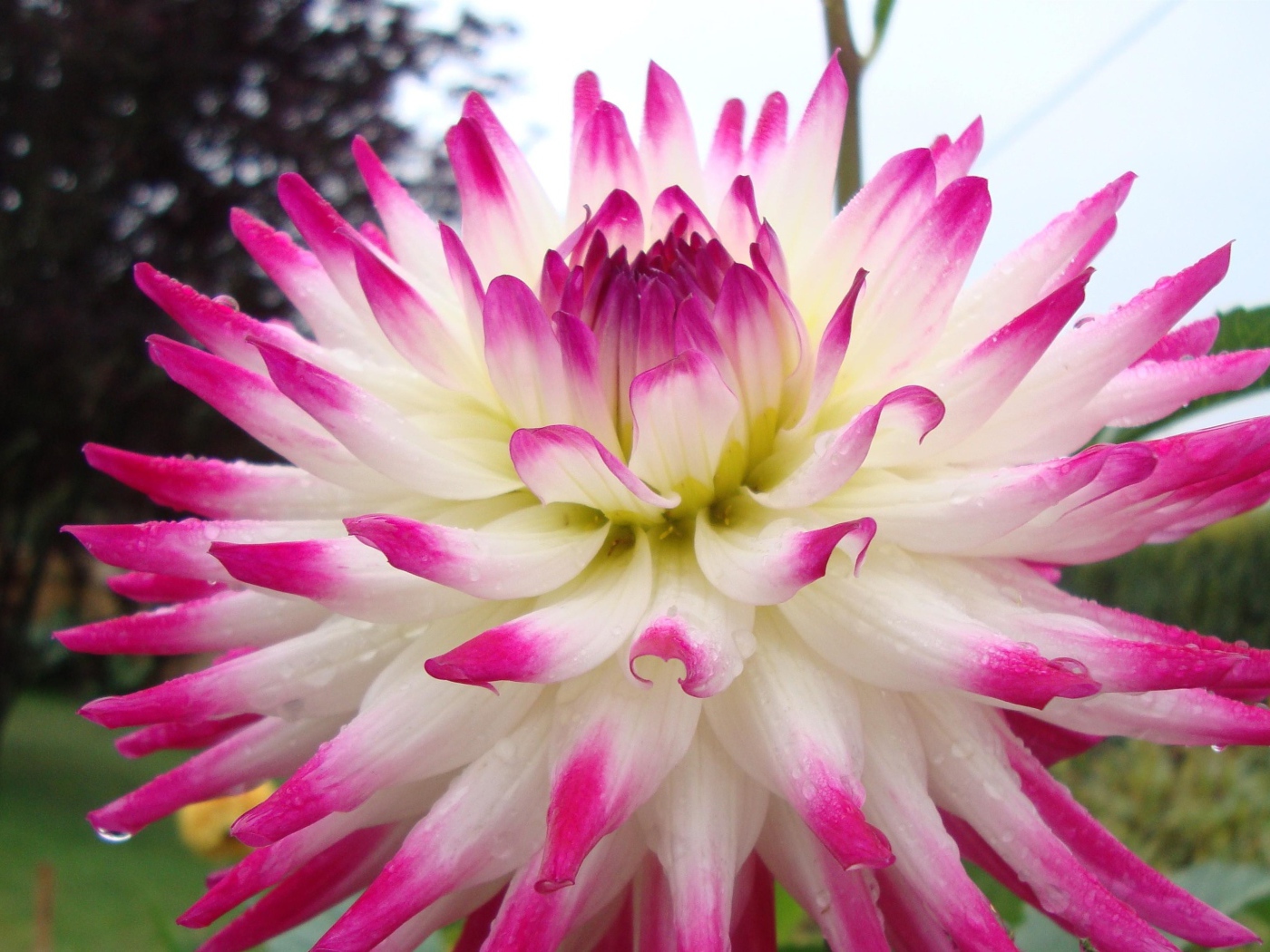 Цветок георгин с розово-белыми лепестками крупным планом