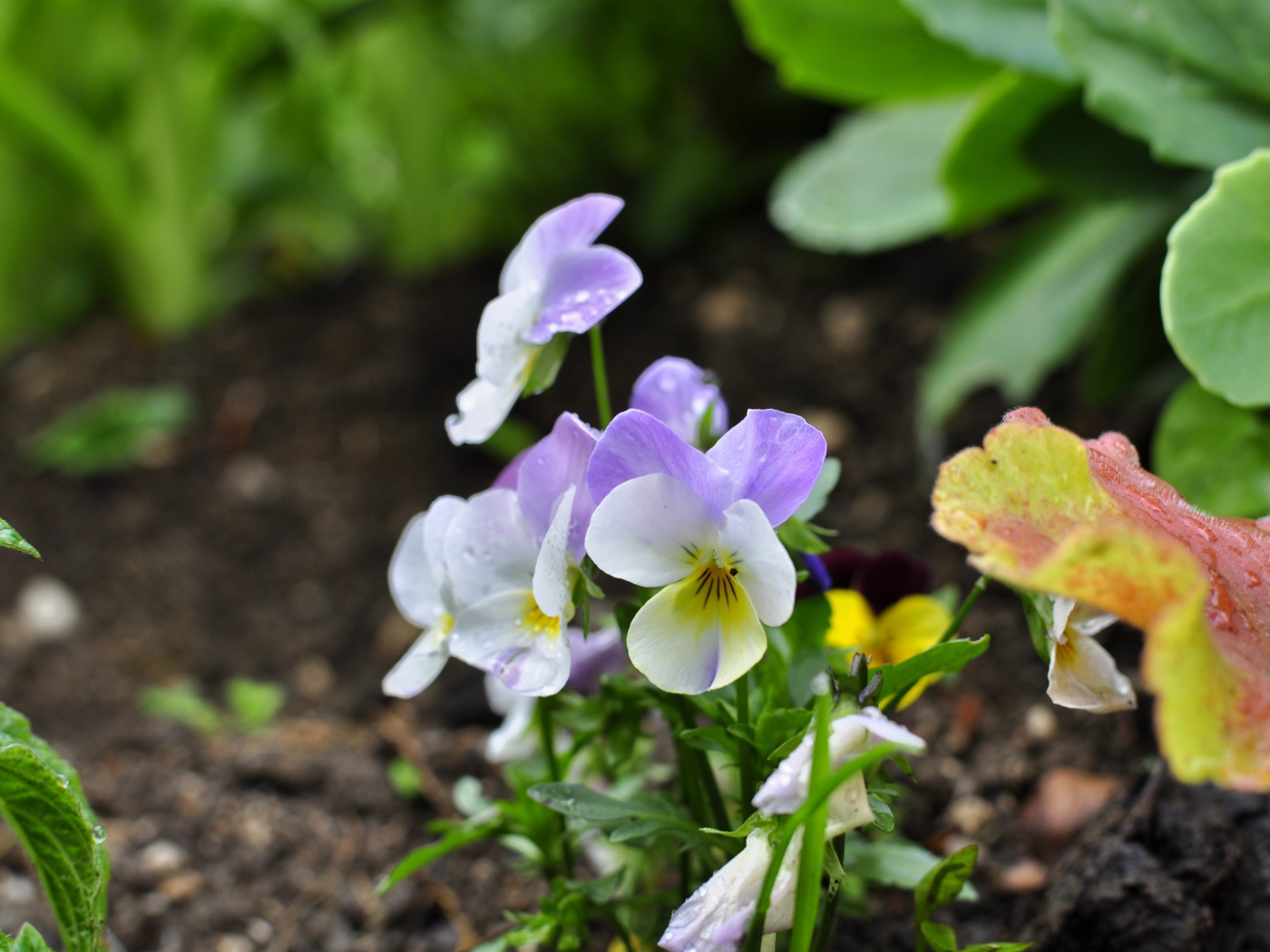 Нежный сиреневый цветок анютины глазки 
