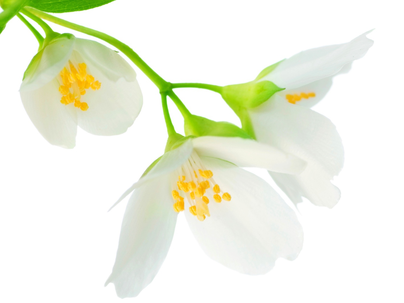 Нежные белые цветы жасмина на белом фоне крупным планом